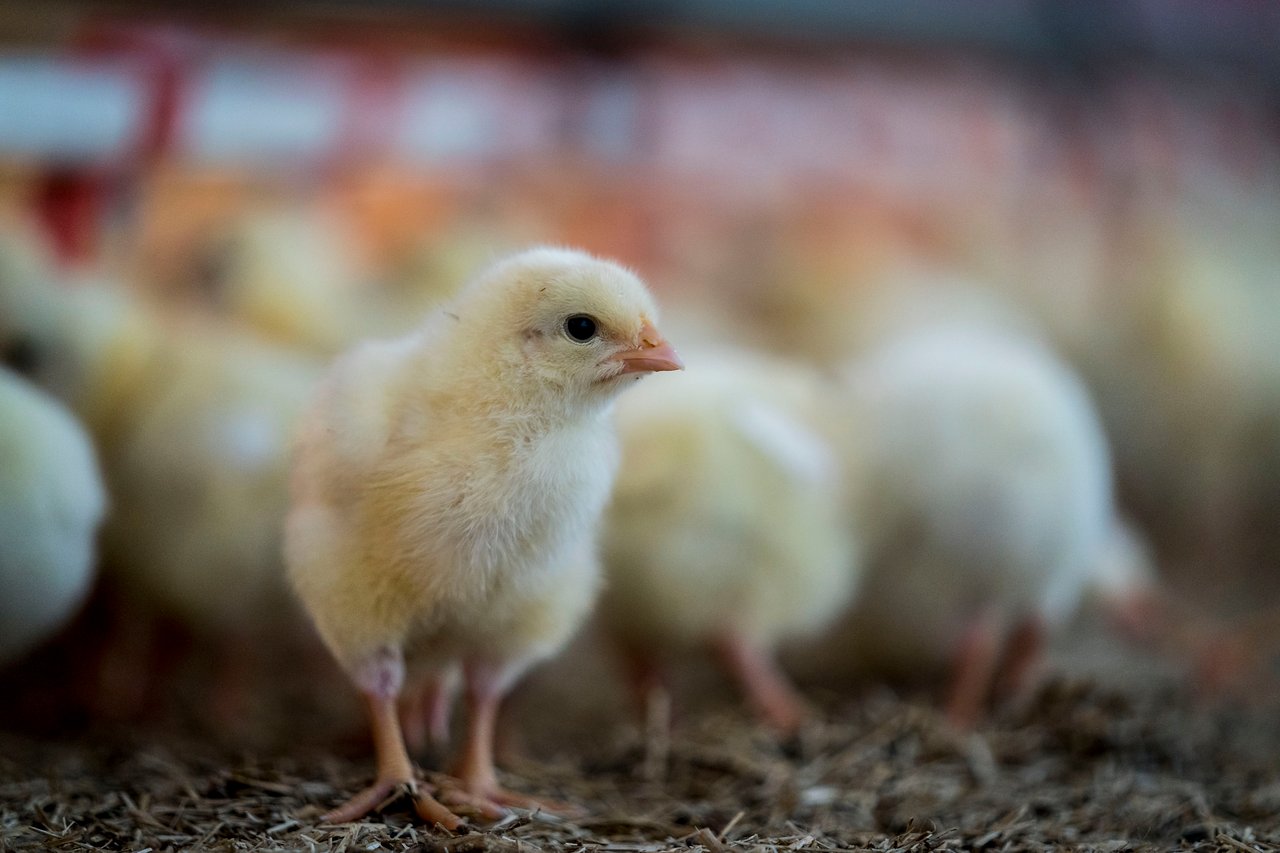 Young chickens in a farm