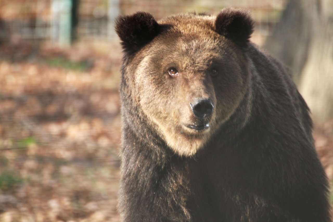 Rescued bear at a sanctuary