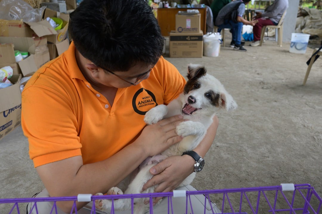A World Animal Protection staff member holding a dog