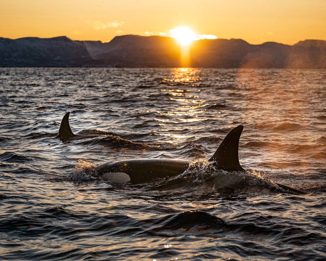 Orcas swimming in the wild