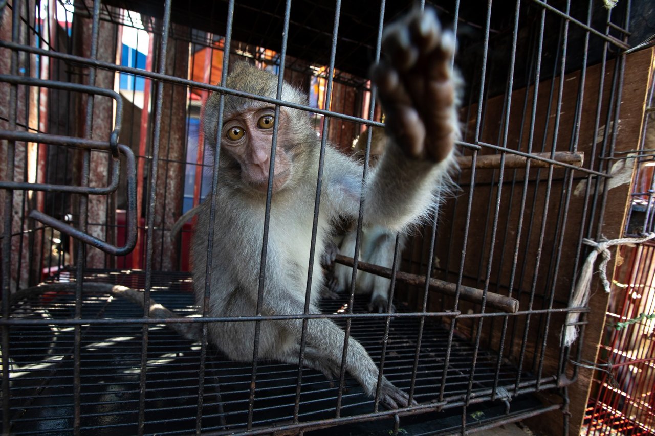 A caged macaque at a wildlife market in Jakarta, Indonesia.