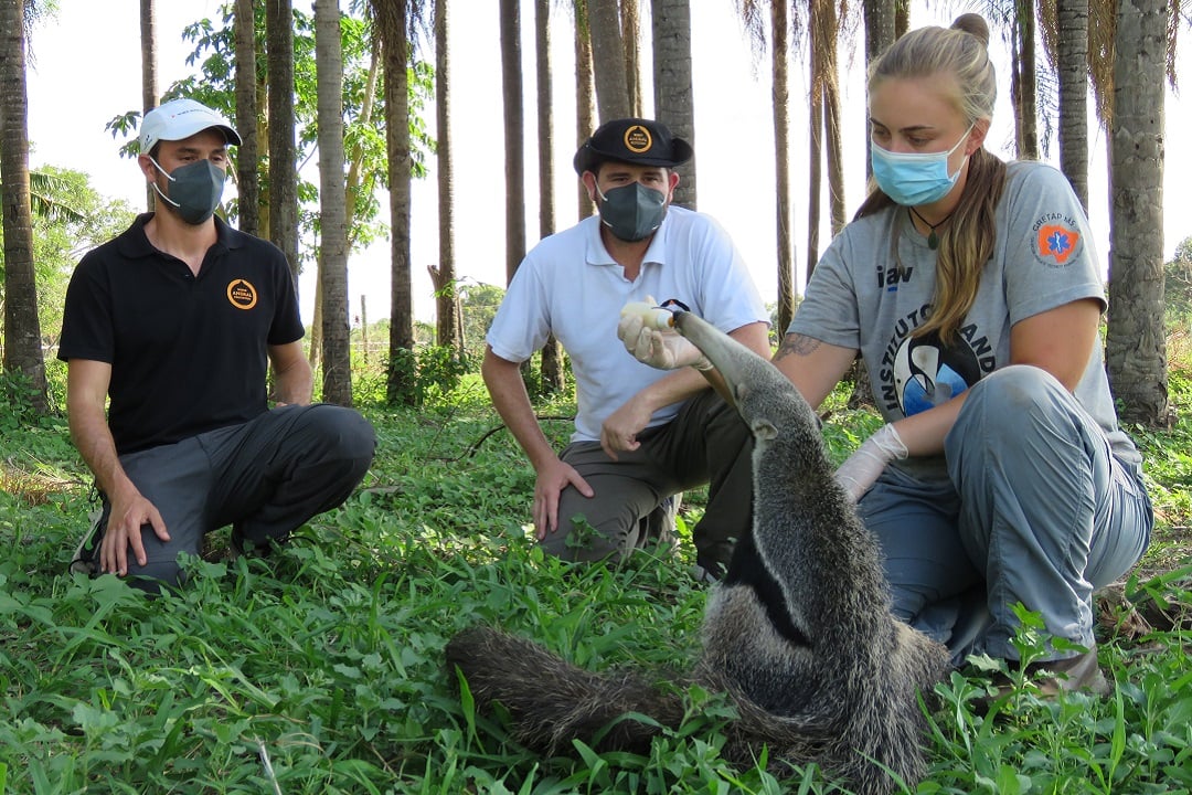 World Animal Protection staff assisting with animal rescue and rehab in Brazil