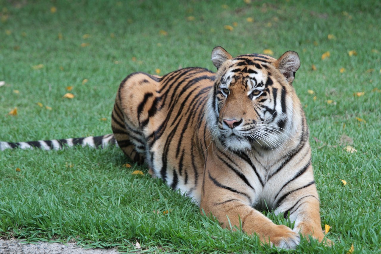 A tiger sitting in the grass