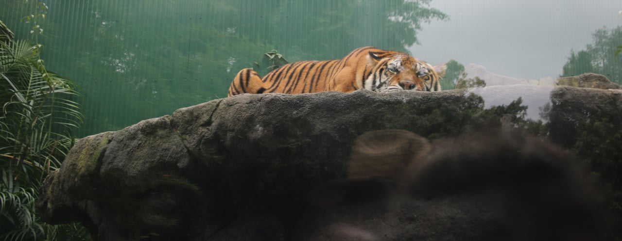 A captive tiger in a cage