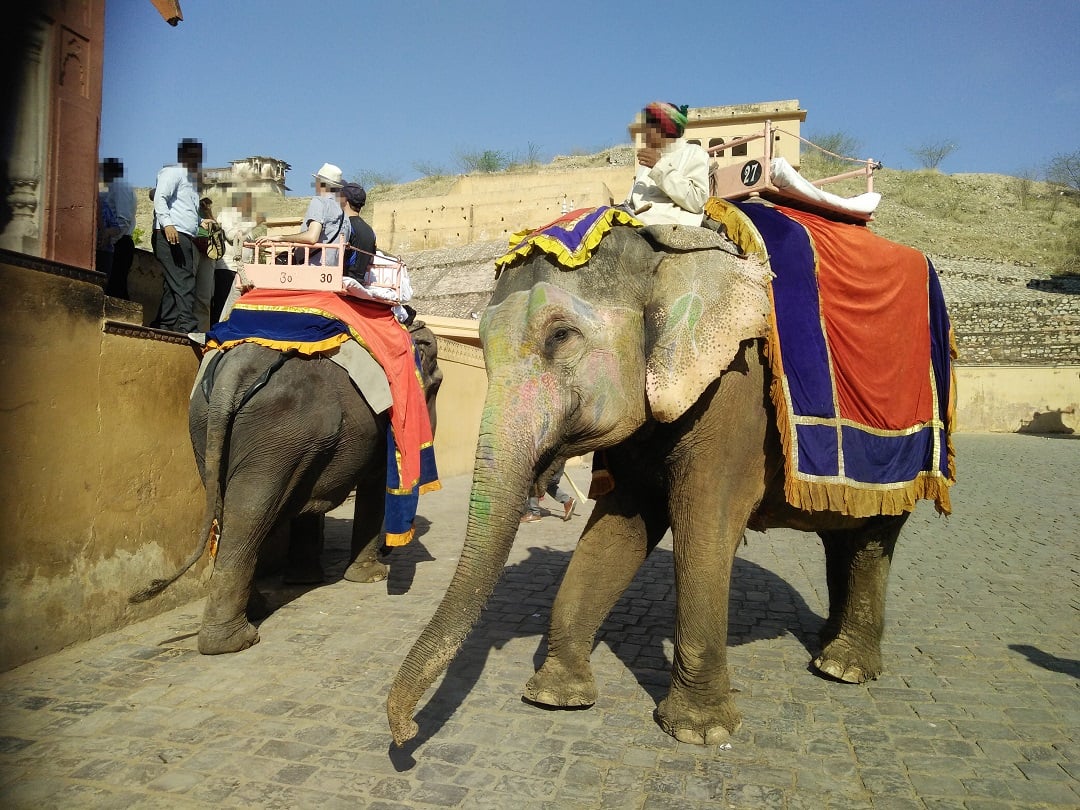 An elephant at Amer Fort