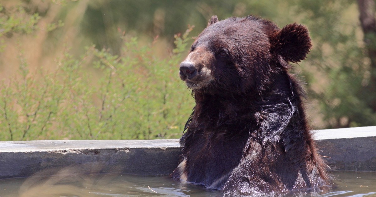 A bear relaxing in one of the pools at the Libearty Sanctuary.