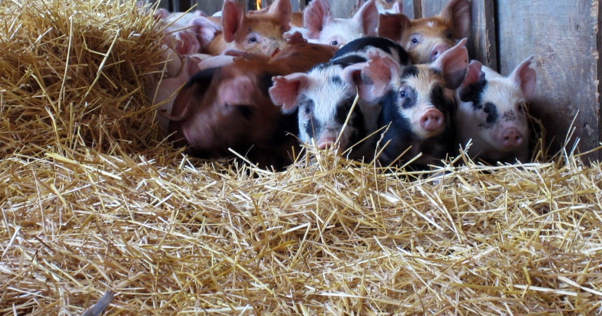 A group of piglets at a high welfare farm