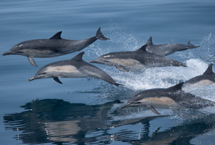 Dolphins swimming through the water