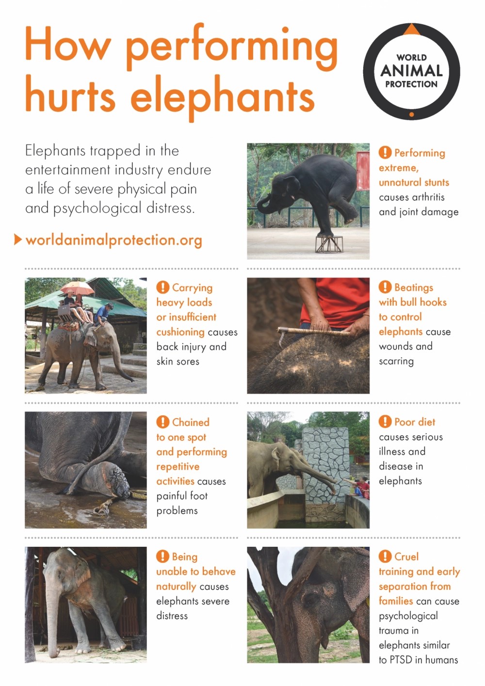An infographic explaining how performing hurts elephants