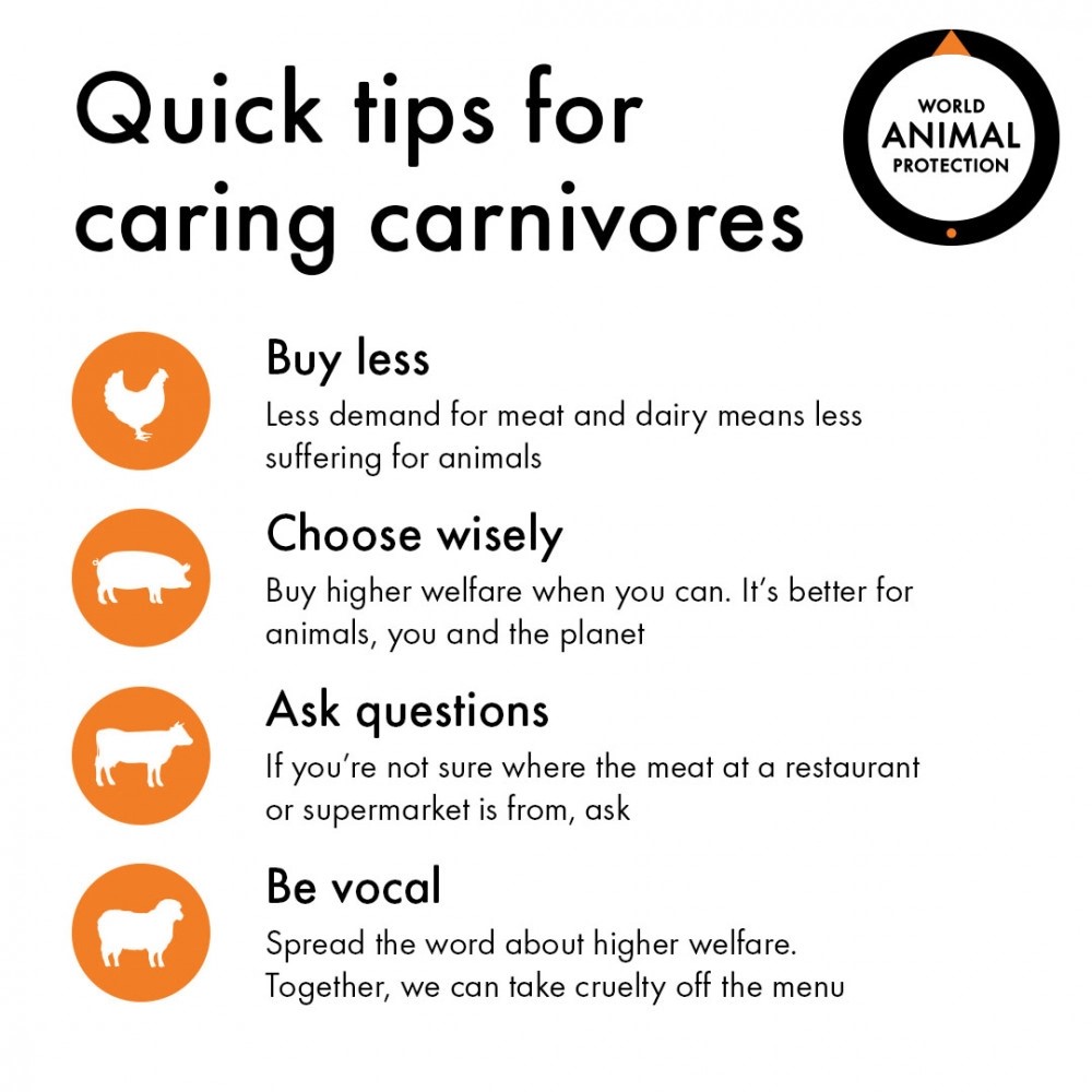 An infographic on "quick tips for caring carnivores"