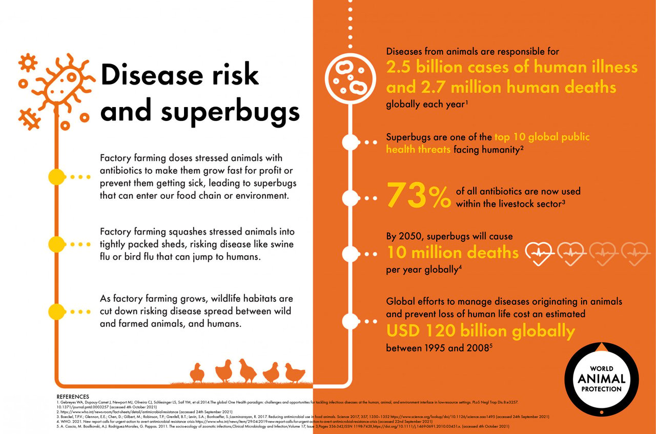 An infographic showing how factory farming is leading to increased disease risk and superbugs