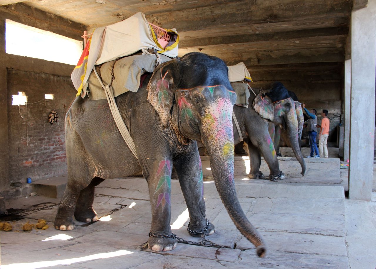 A captive elephant in India