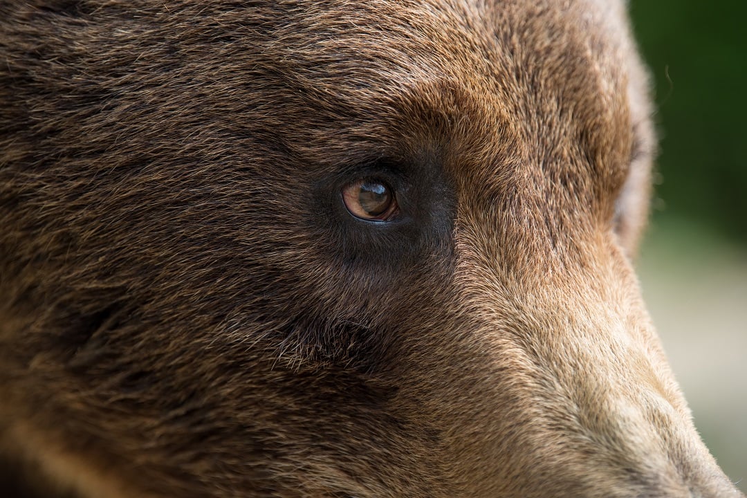 A closeup of a bear's eyes