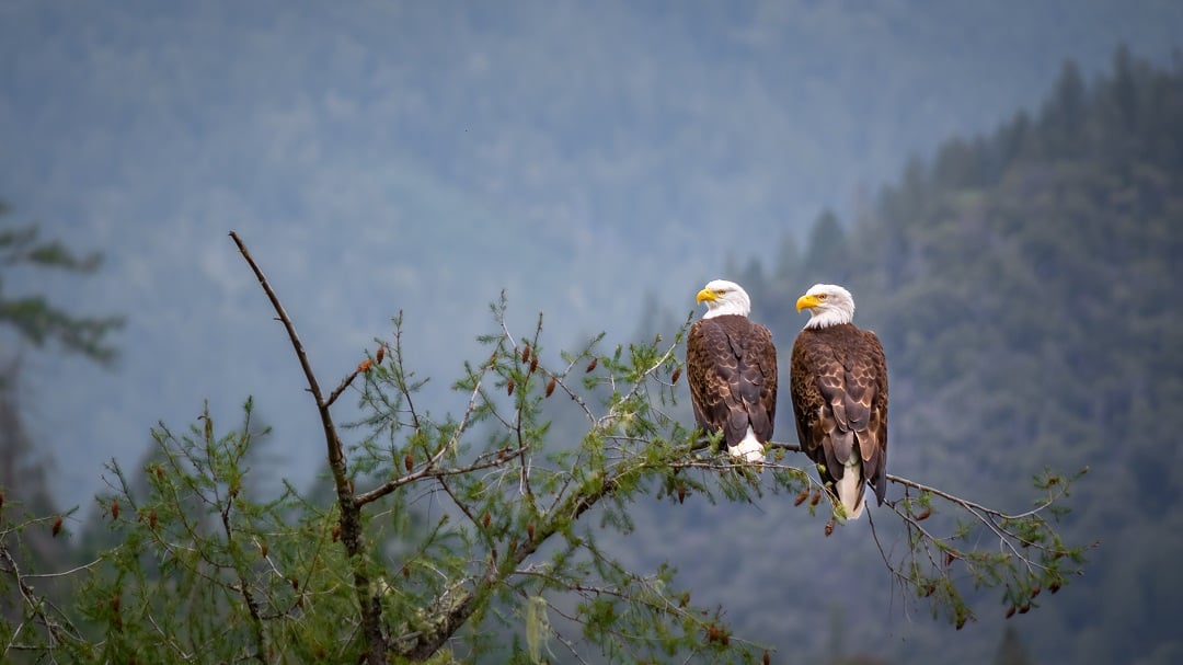 Two bald eagles sitting in a tree