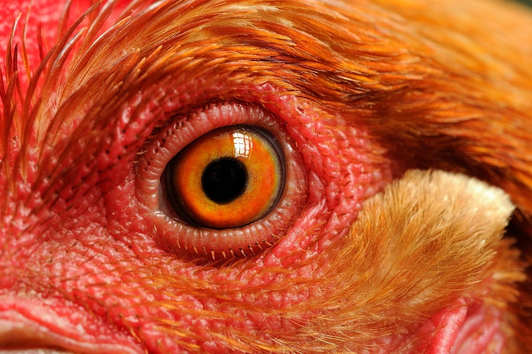 A closeup of a chicken's eyes