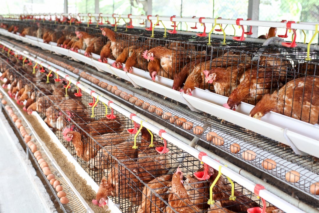Egg laying hens in an industrial farm setting