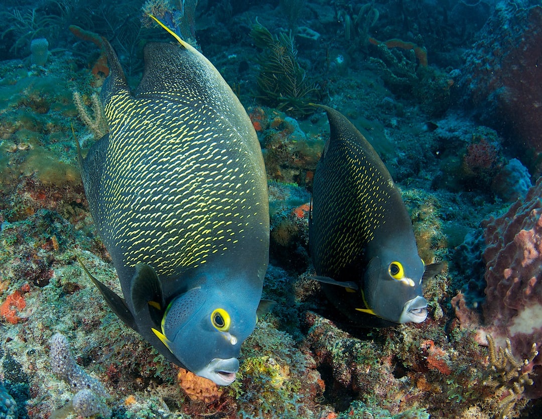 A pair of French Angelfish