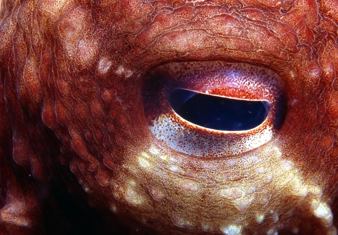 A closeup of an octopus eye