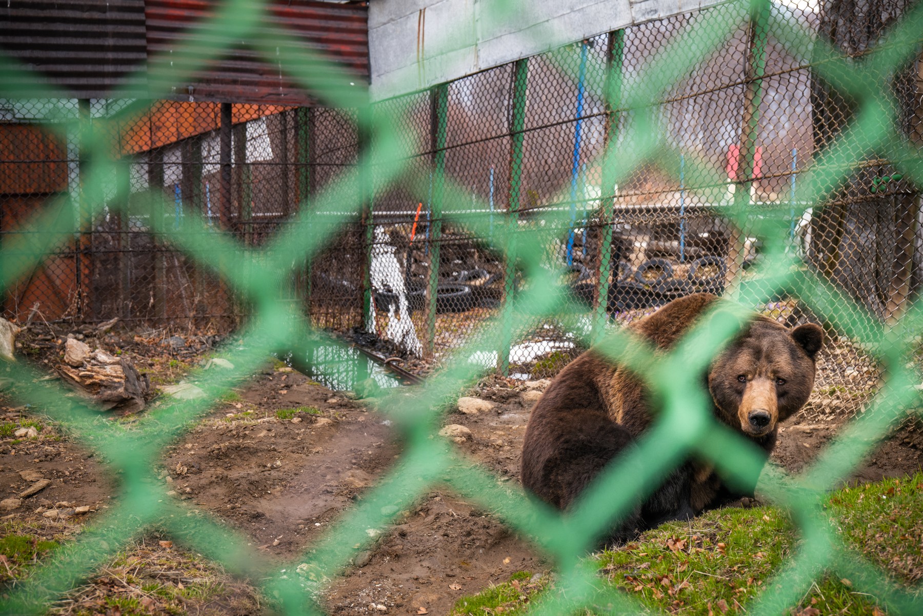 Baloo the bear pictured in his cage