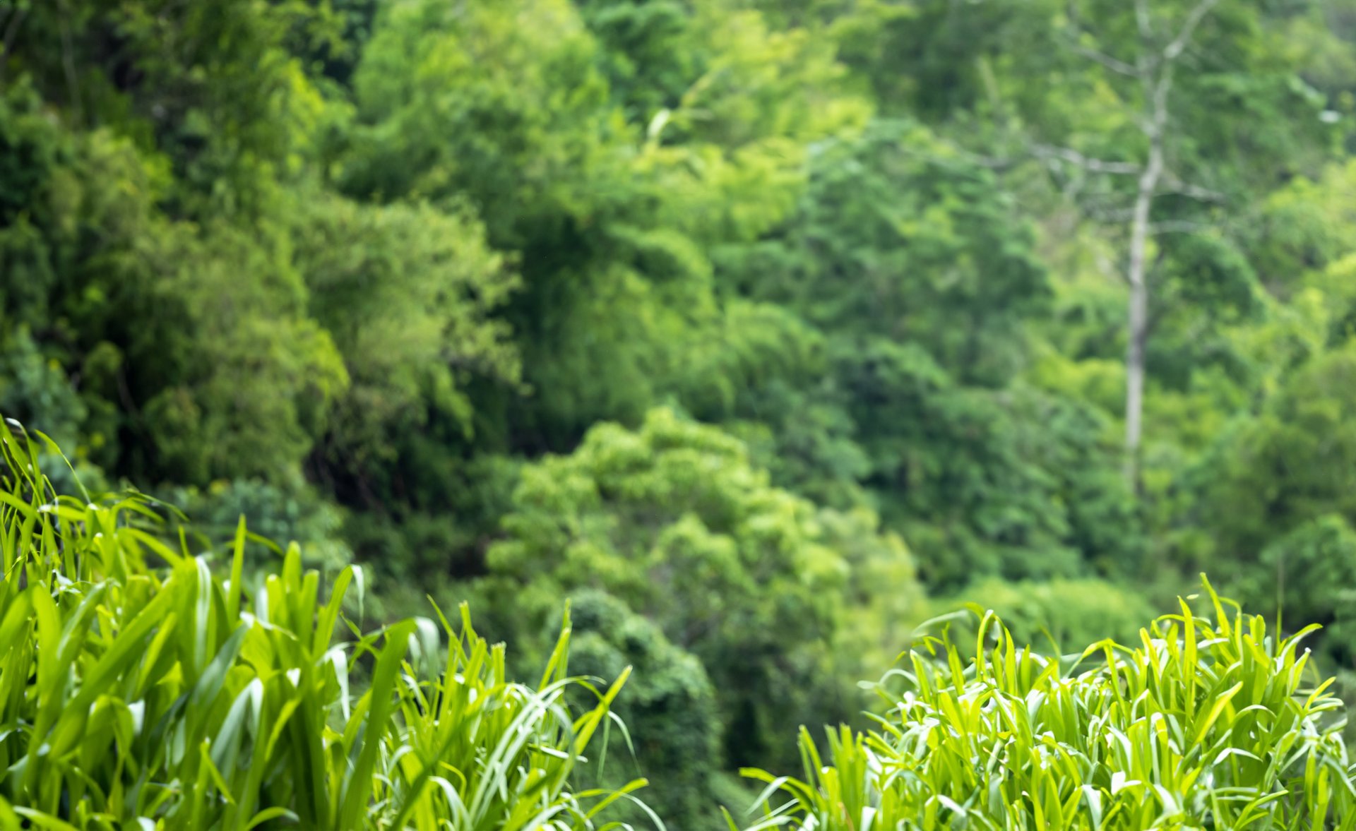A lush green forest