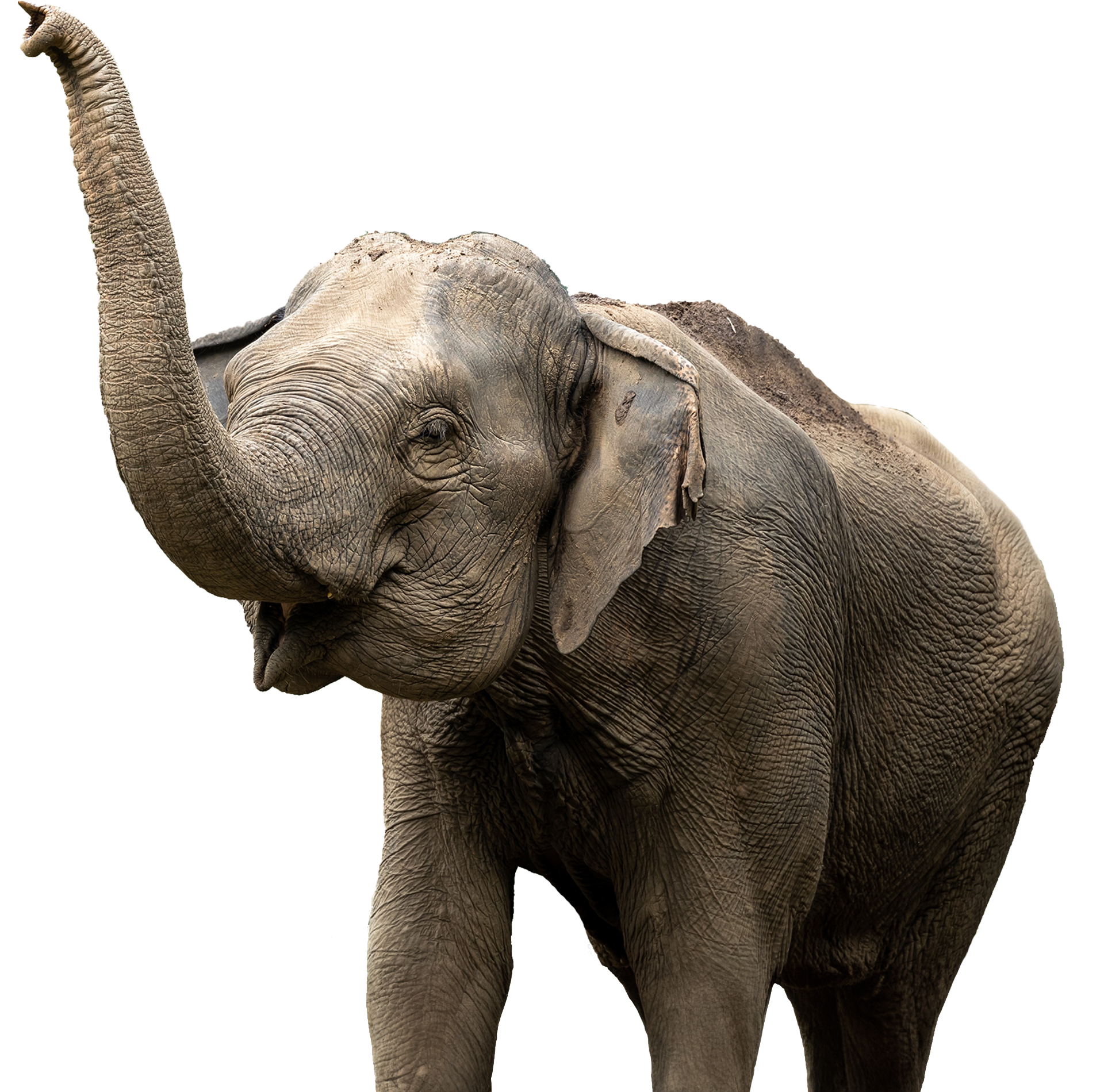 A elephant