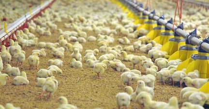 Chicks in an intensive factory farm