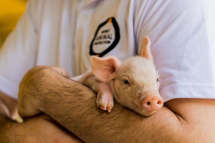 7 things you may not know about pigs