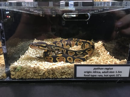Pictured: A python at a reptile expo.