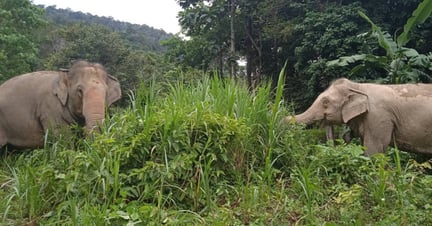 Jahn and Mae Thongsuk at high welfare elephant venue, Following Giants
