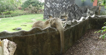 A captive elephant living in isolation at a zoo