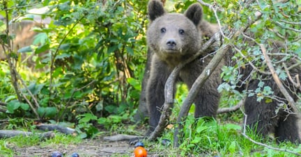 A bear at Libearty Sanctuary