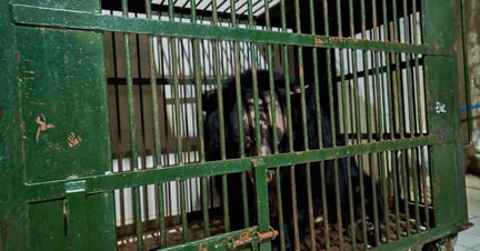 A bear in a cage on a bear bile farm