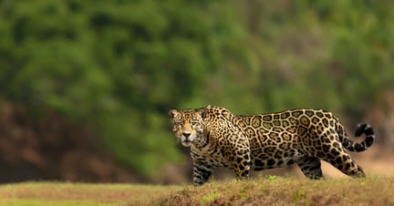 A jaguar in the wild