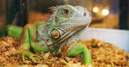 An iguana in a cage at a pet store