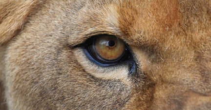 A closeup of a lion's eye