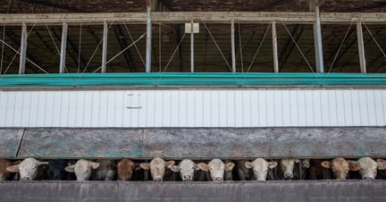 Cows lined up at a feedlot