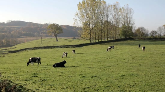 Cows outside in the pasture