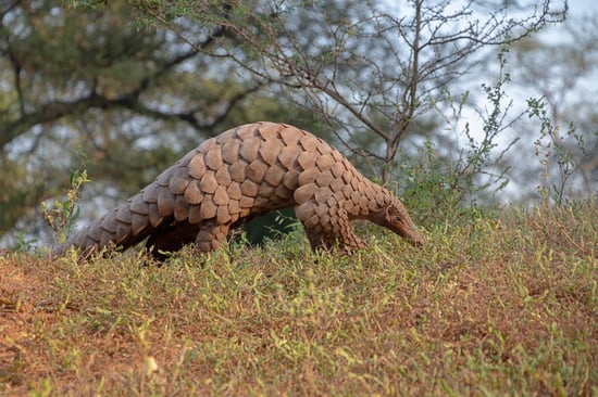 A pangolin in the wild