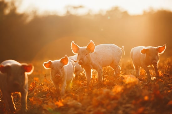 Piglets on a high welfare farm