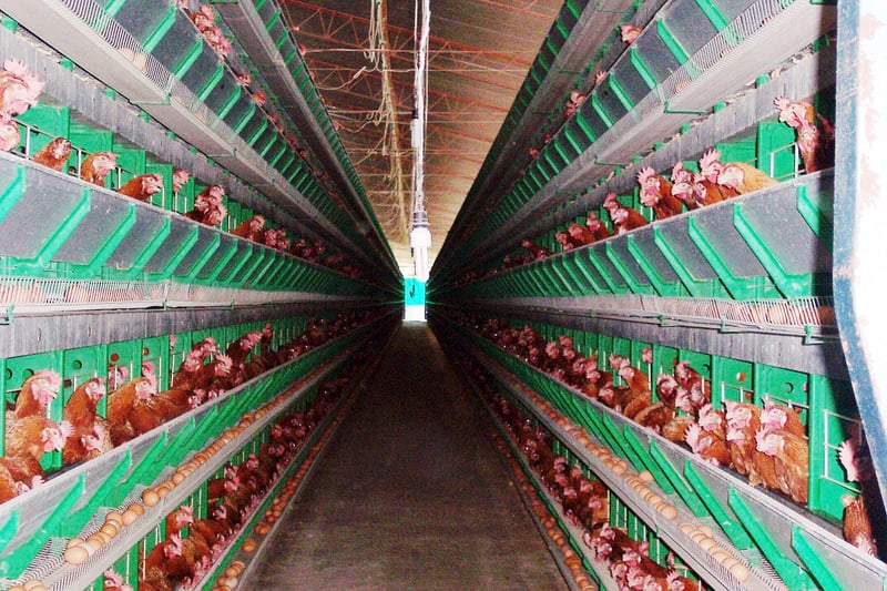 Egg laying hens in an industrial farming system