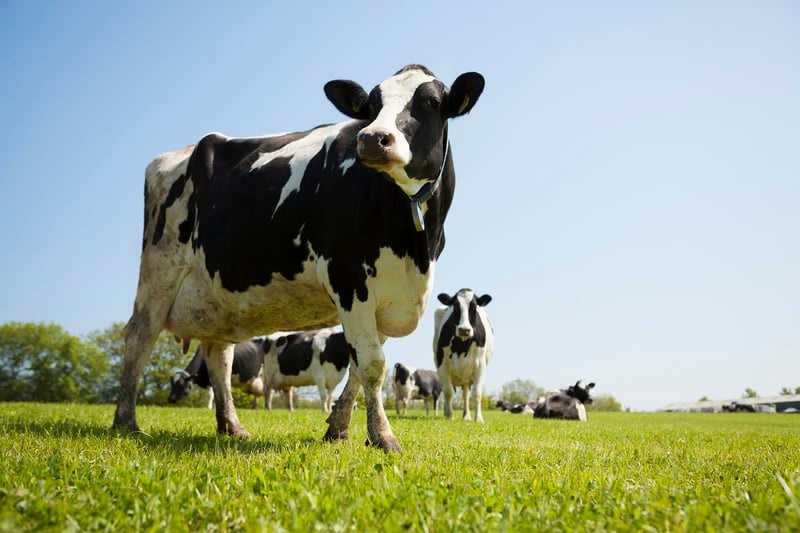 A dairy cow standing in the grass