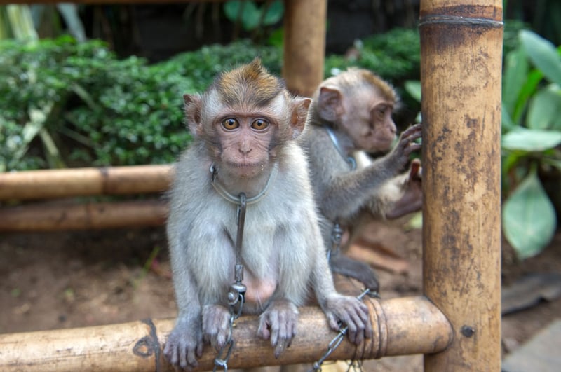 A monkey with a chain around their neck