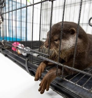 An otter in a cage at a Japanese 'otter cafe,' depicting captive otters used for tourist interactions.