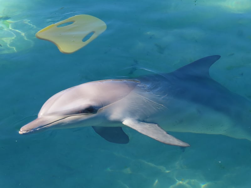 A dolphin in captivity at Sea World, Australia.