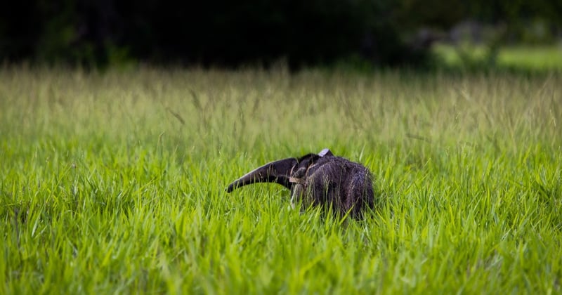 An anteater in the grass