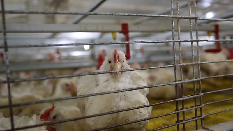  Los pollos de 43 días de edad planteadas en el sistema de jaulas 