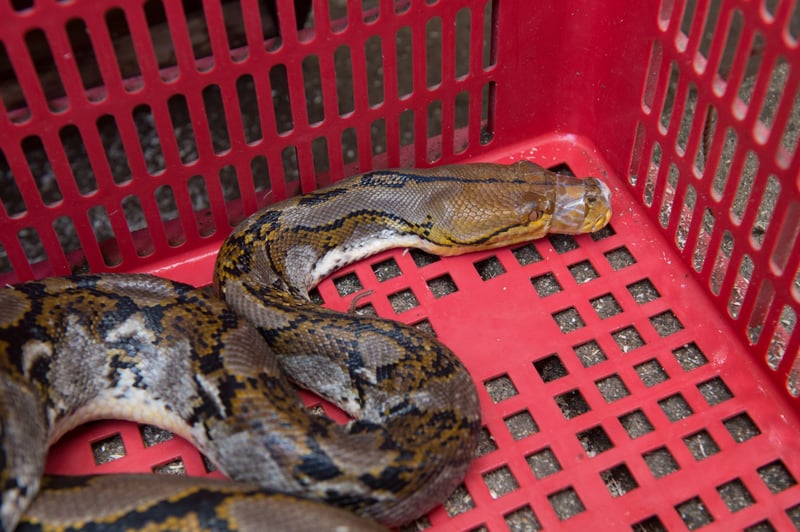 Keeping wild animals like snakes in confined conditions close to humans can lead to diseases