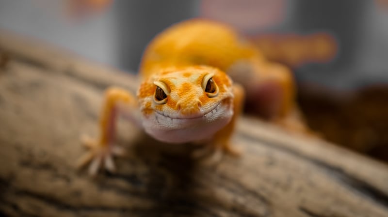 A gecko looking at the camera