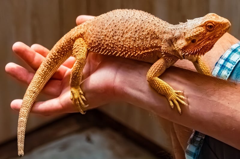 A bearded dragon in a person's hands