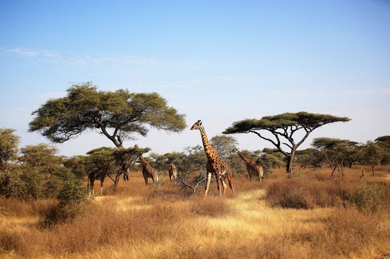 Giraffes in the wild in Africa